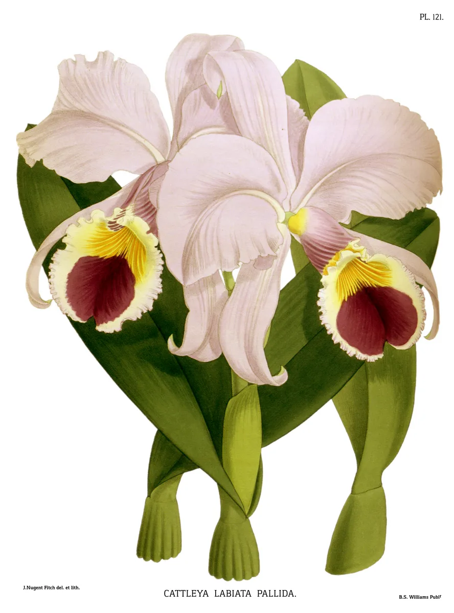 Crimson Cattleya