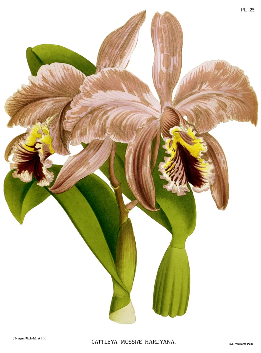 Easter Cattleya