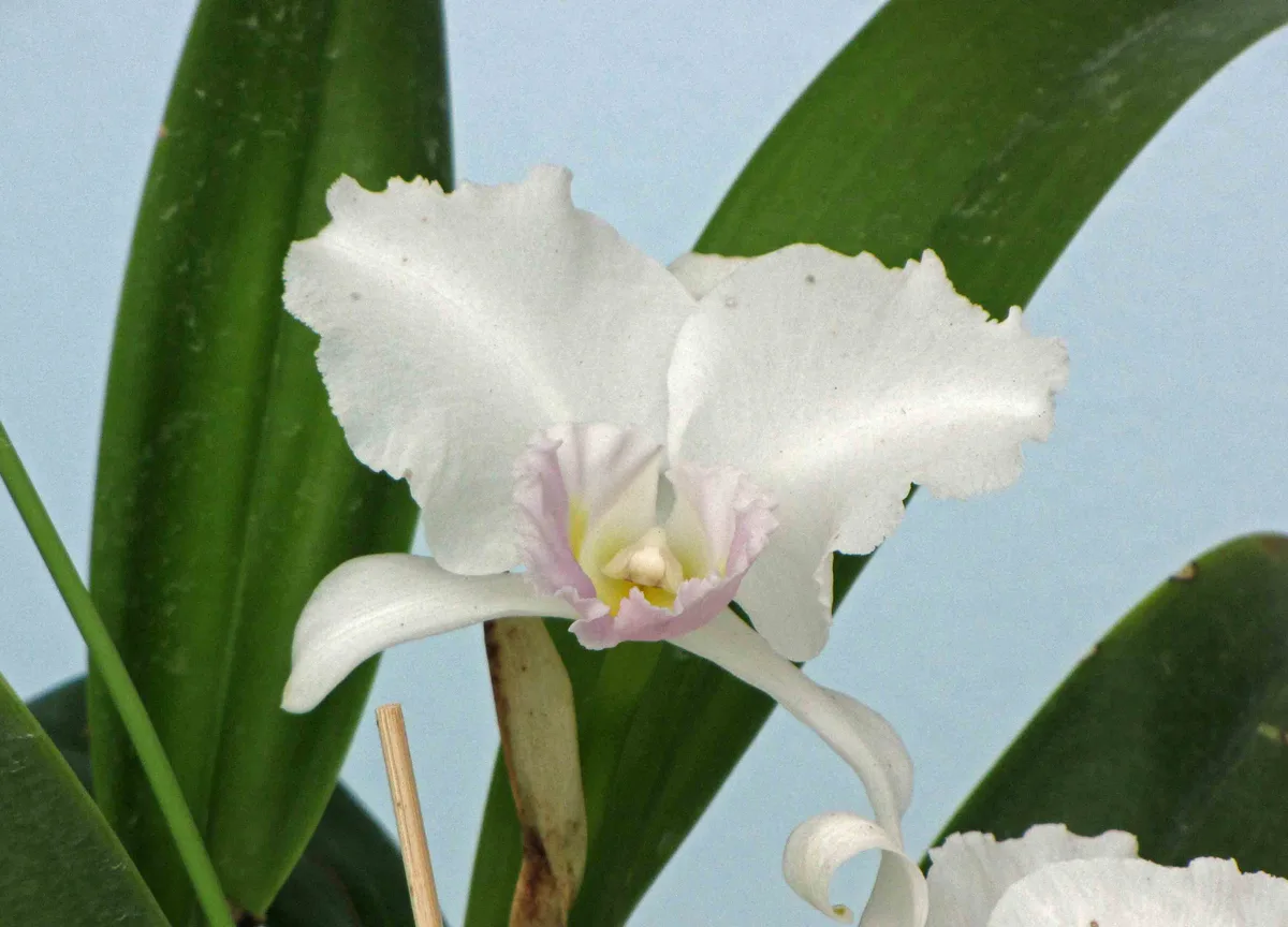 Christmas Cattleya