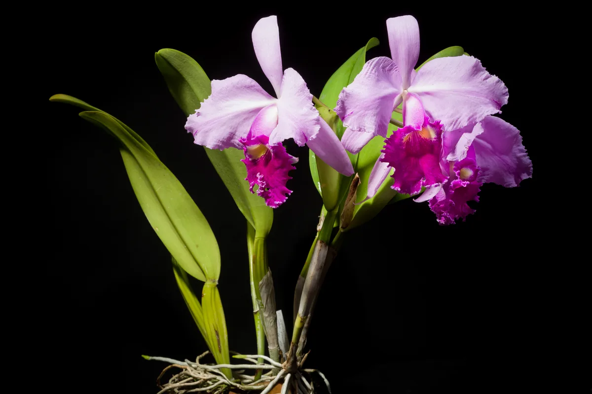 Warscewicz Cattleya