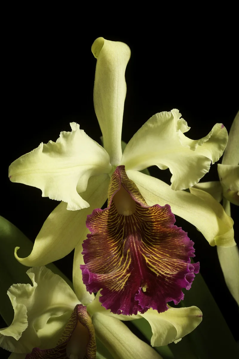 Dow Cattleya