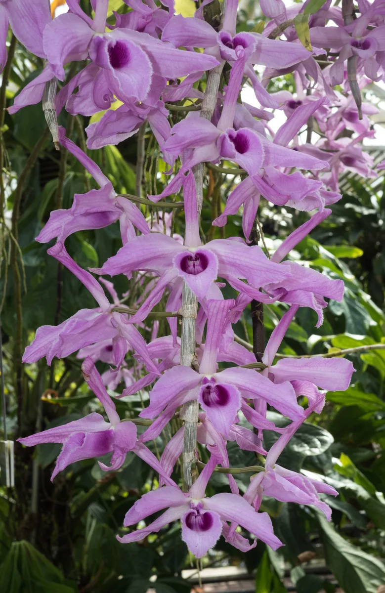 Unscented Dendrobium (Dendrobium anosmum)