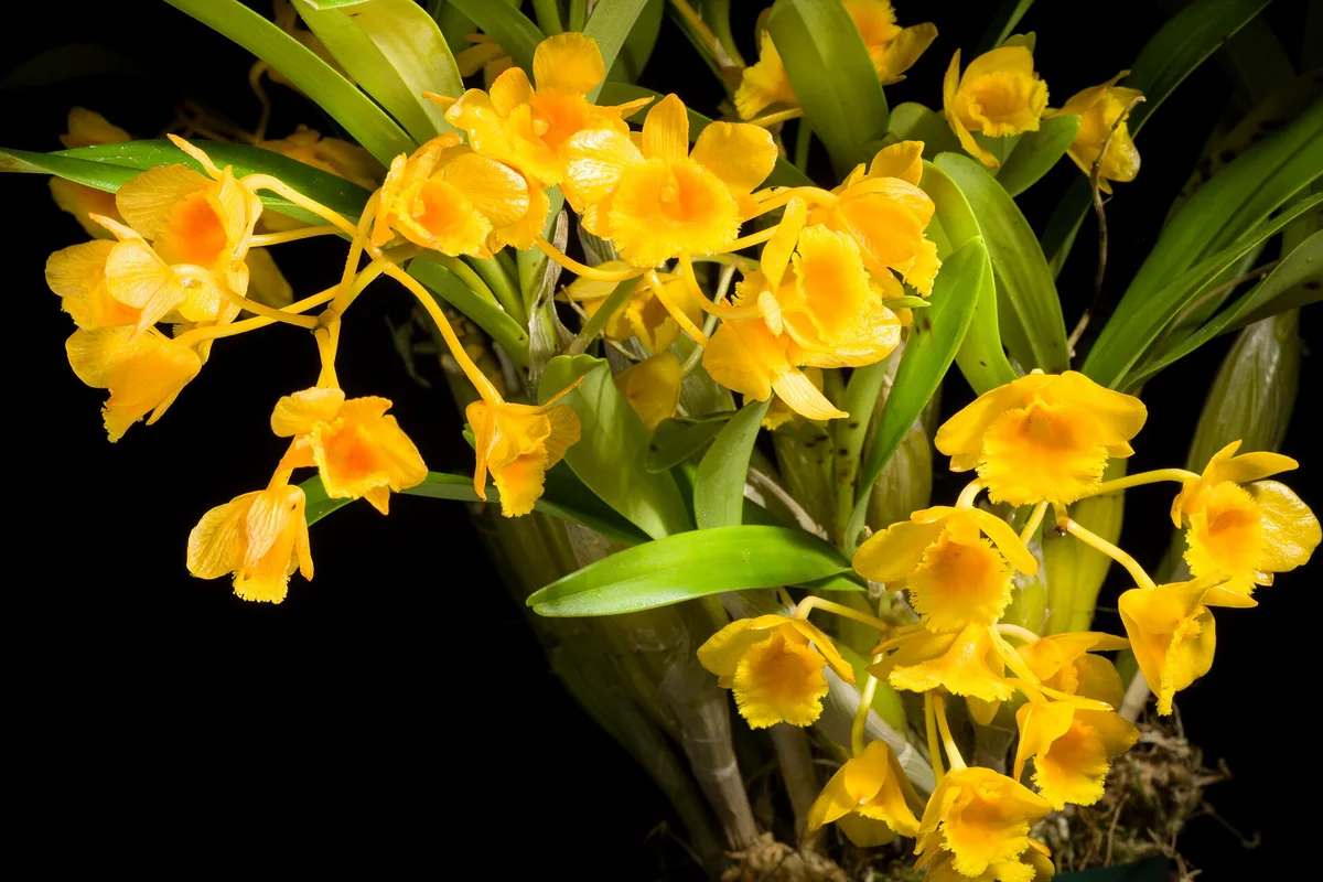 Golden Bow Dendrobium (Dendrobium chrysotoxum)