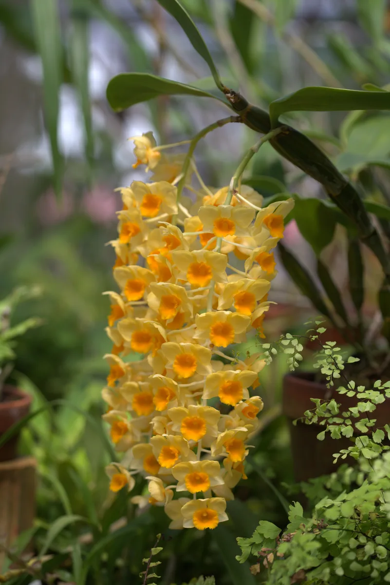 Pinecone Dendrobium (Dendrobium densiflorum)