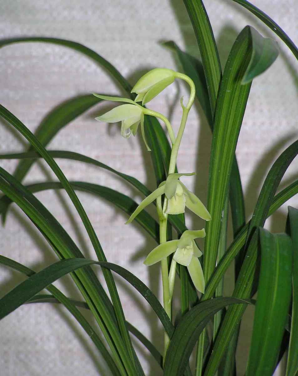 Four Seasons Cymbidium (Cymbidium ensifolium)