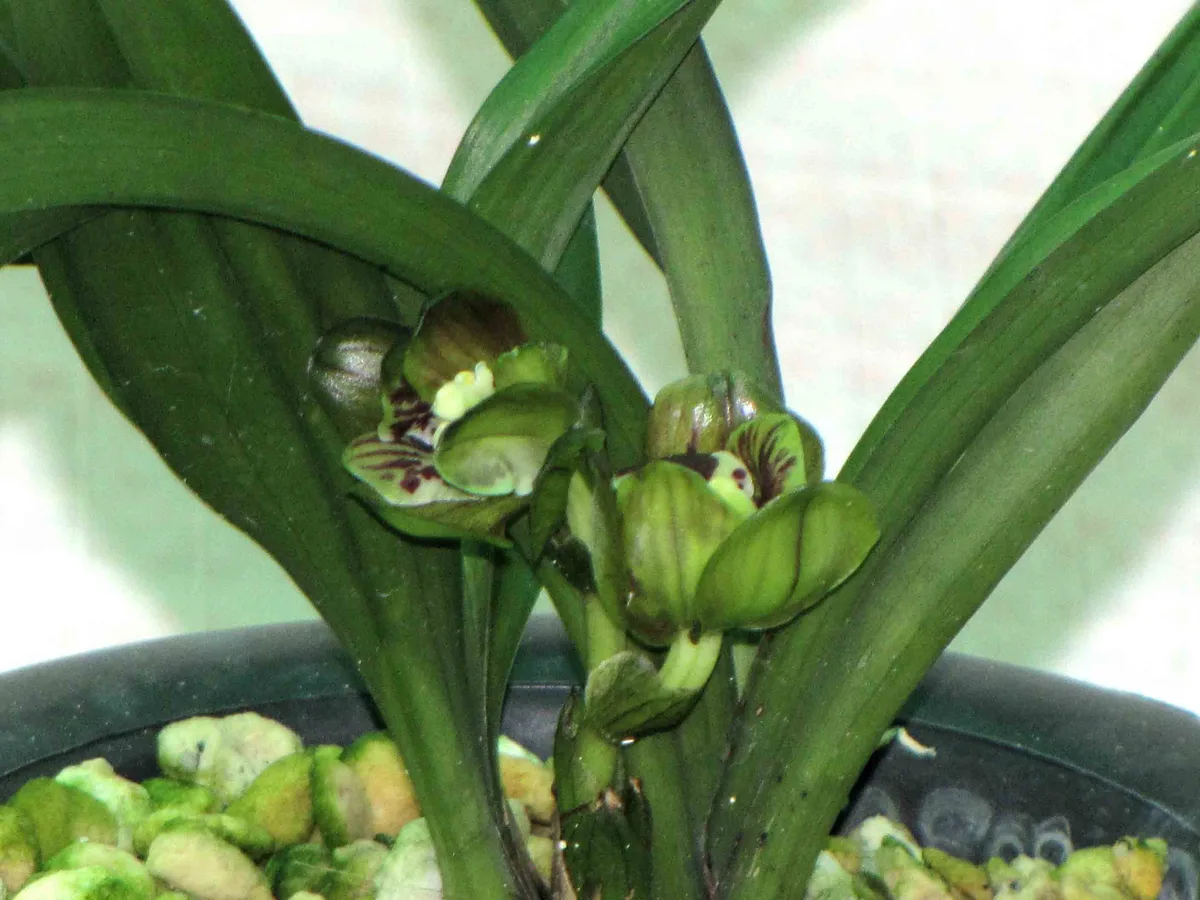 Spring Orchid (Cymbidium goeringii)