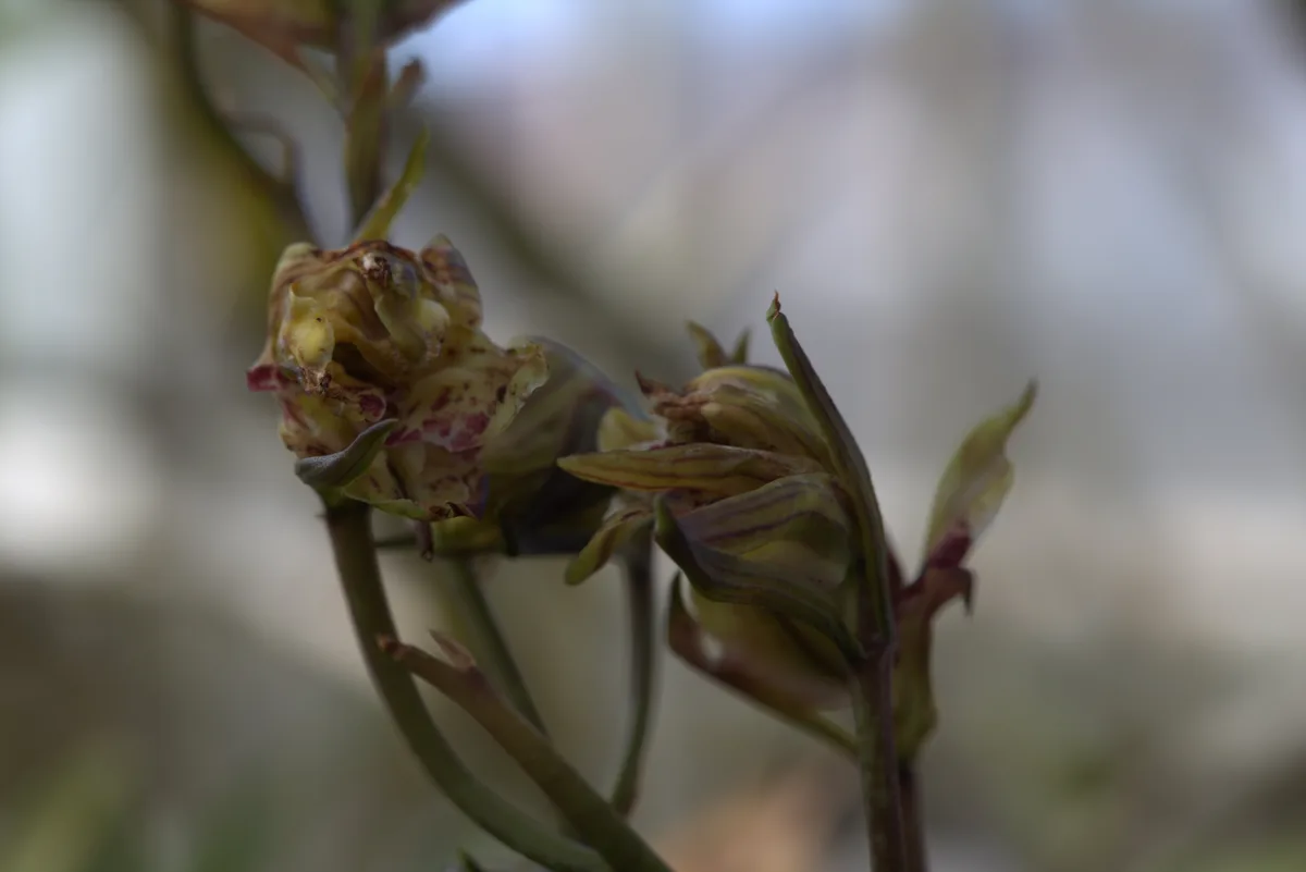 Chinese Cymbidium (Cymbidium sinense)