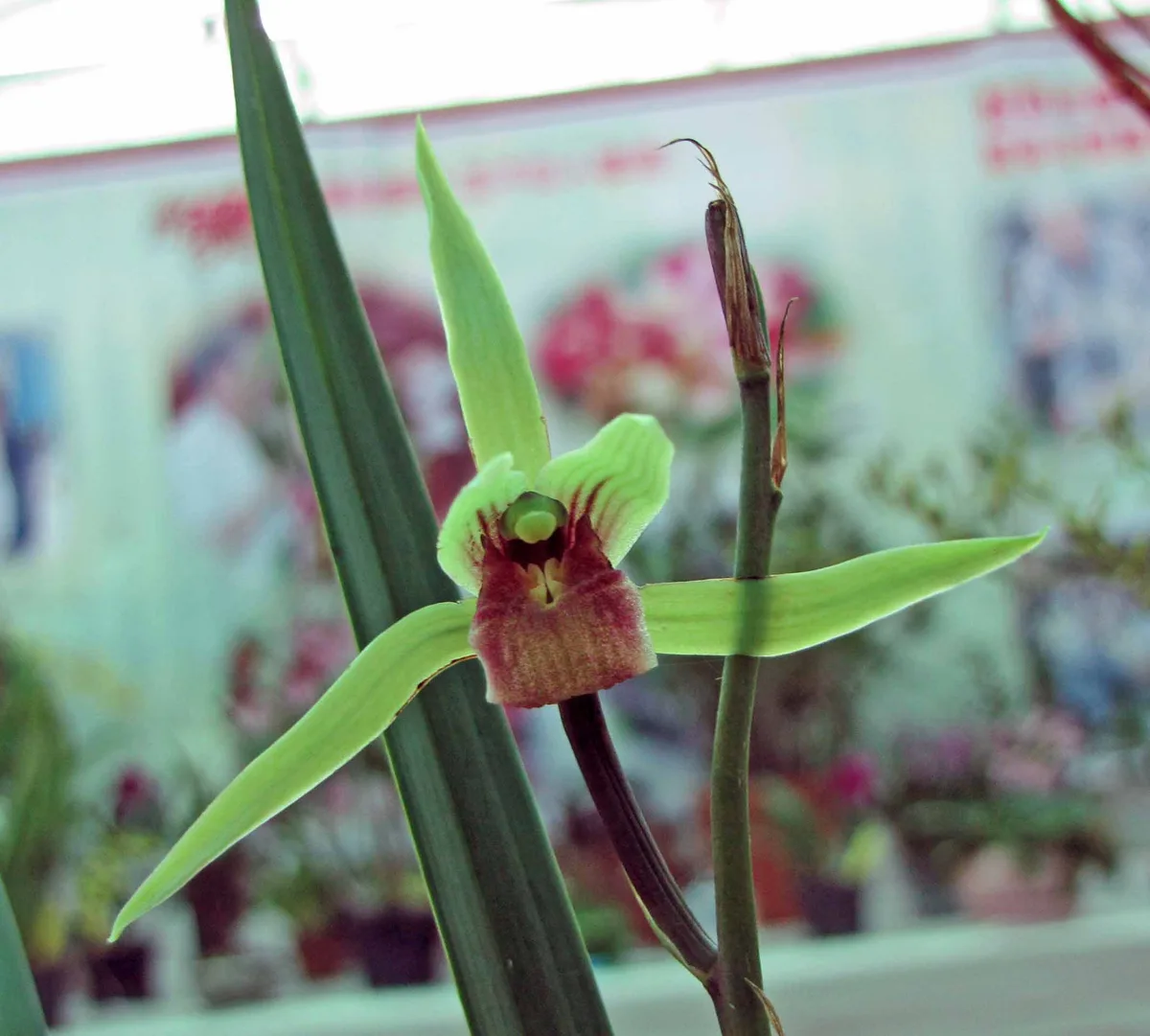 Cold-growing Cymbidium (Cymbidium kanran)