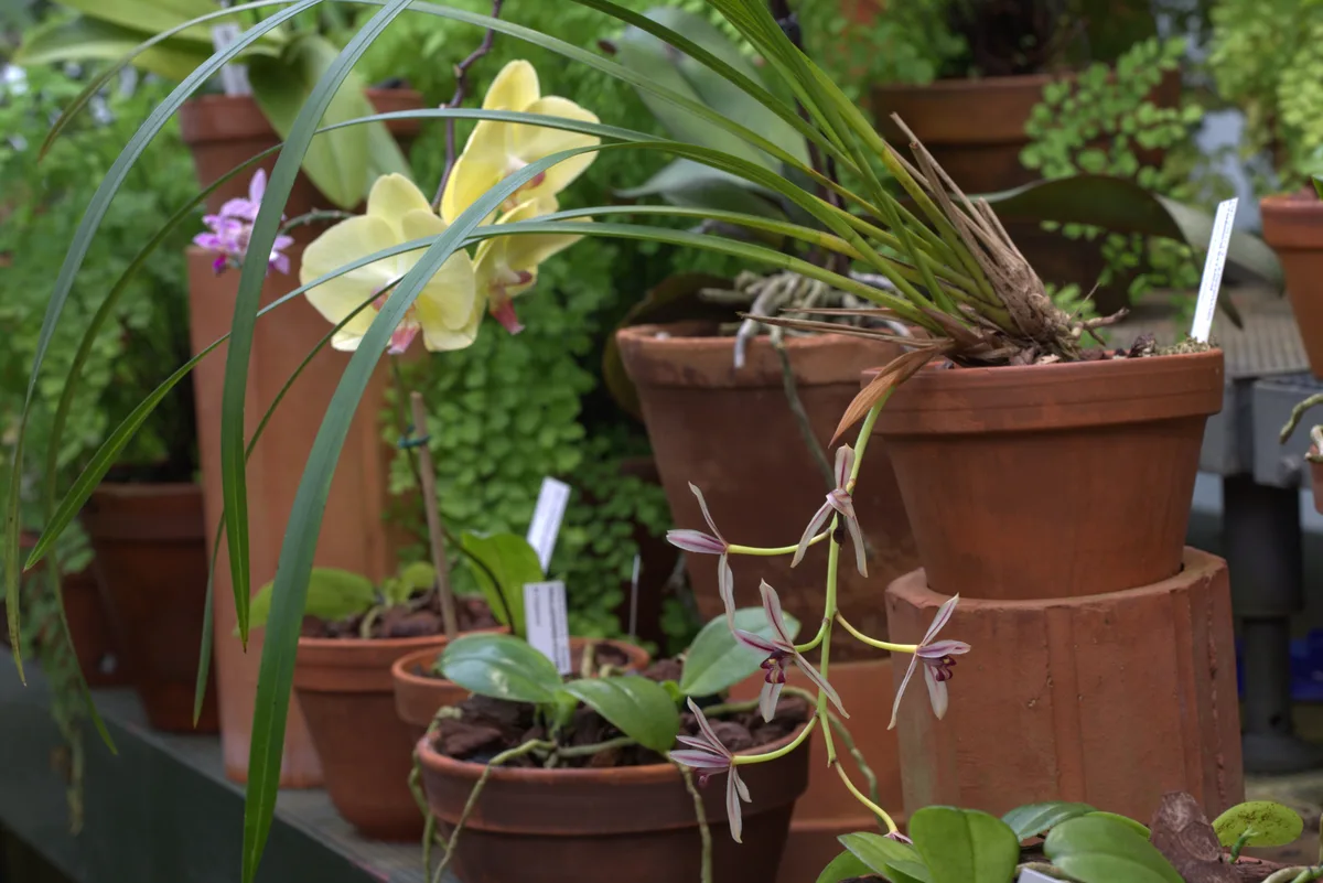Phoenix Orchid (Cymbidium dayanum)
