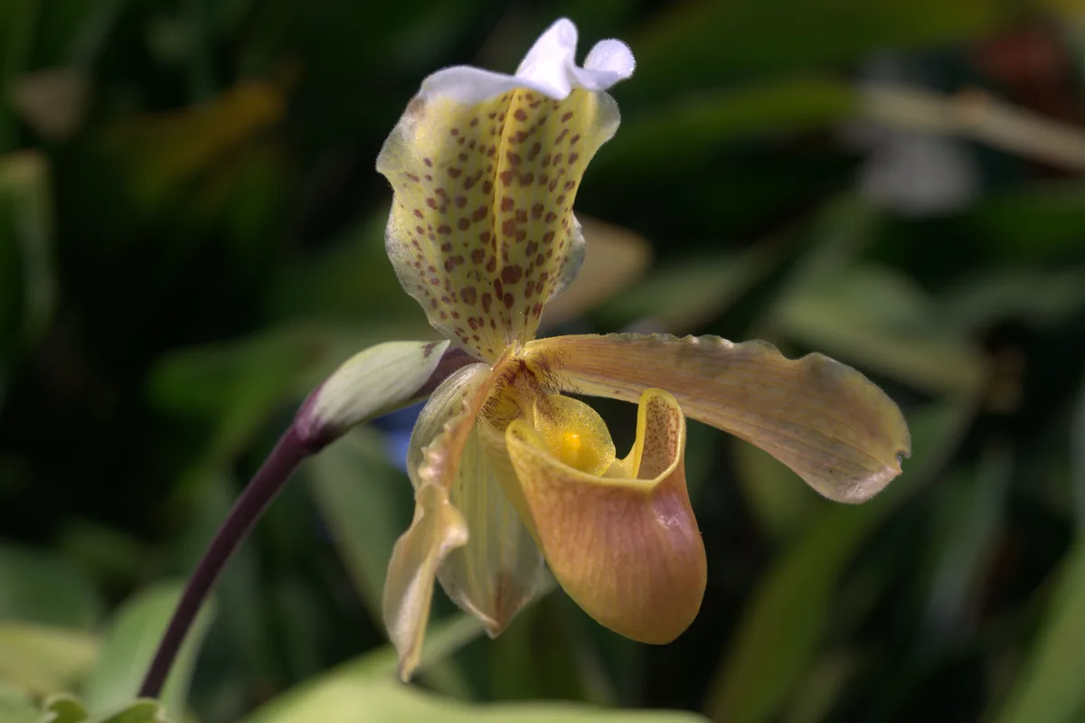 Indian Slipper Orchid