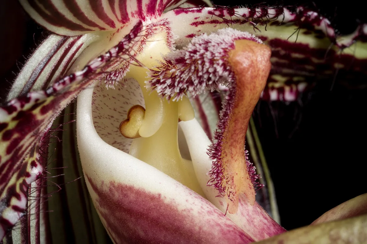 Gold of Kinabalu Orchid