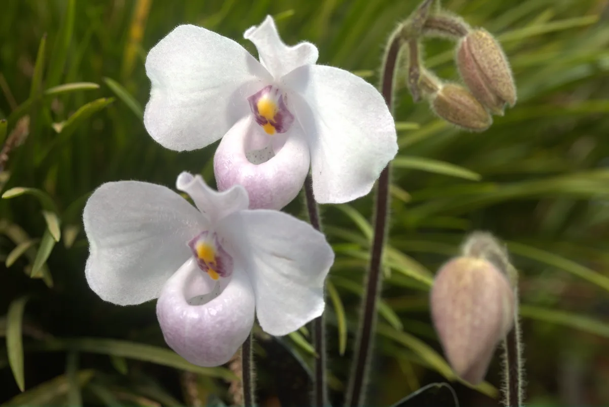Vietnamese Slipper Orchid
