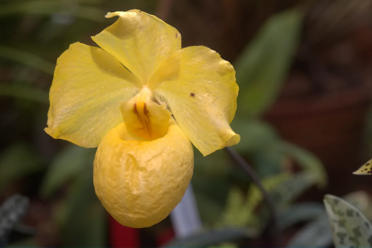 Golden Slipper Orchid