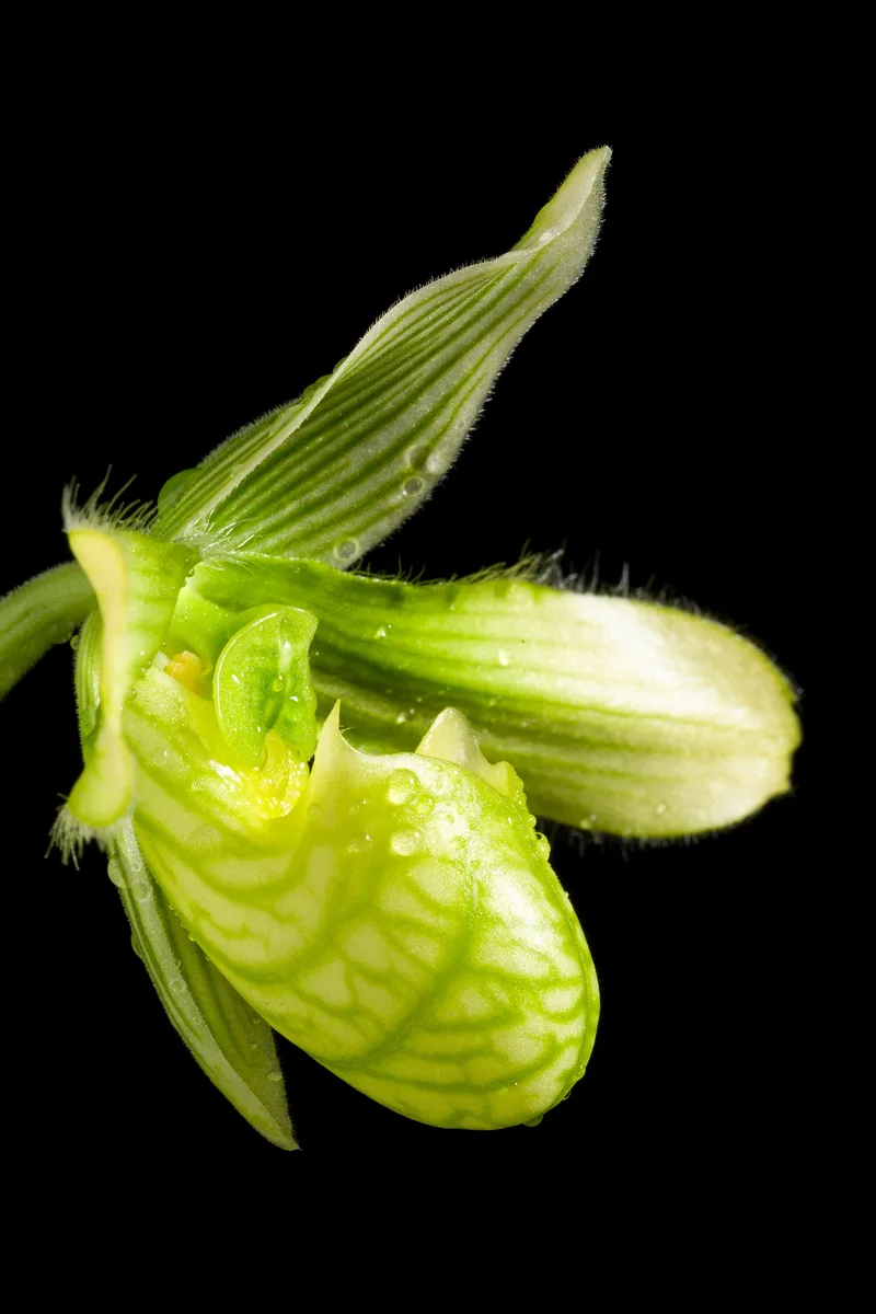 Charming Slipper Orchid