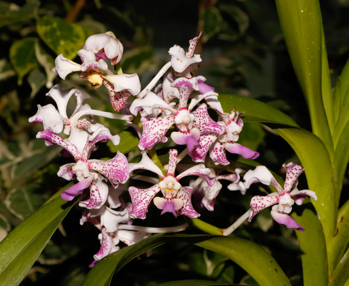 Tricolor Vanda (Vanda tricolor)