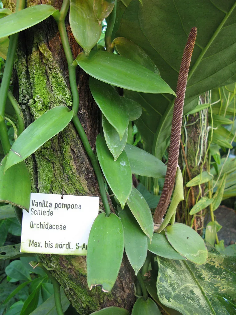 West Indian Vanilla