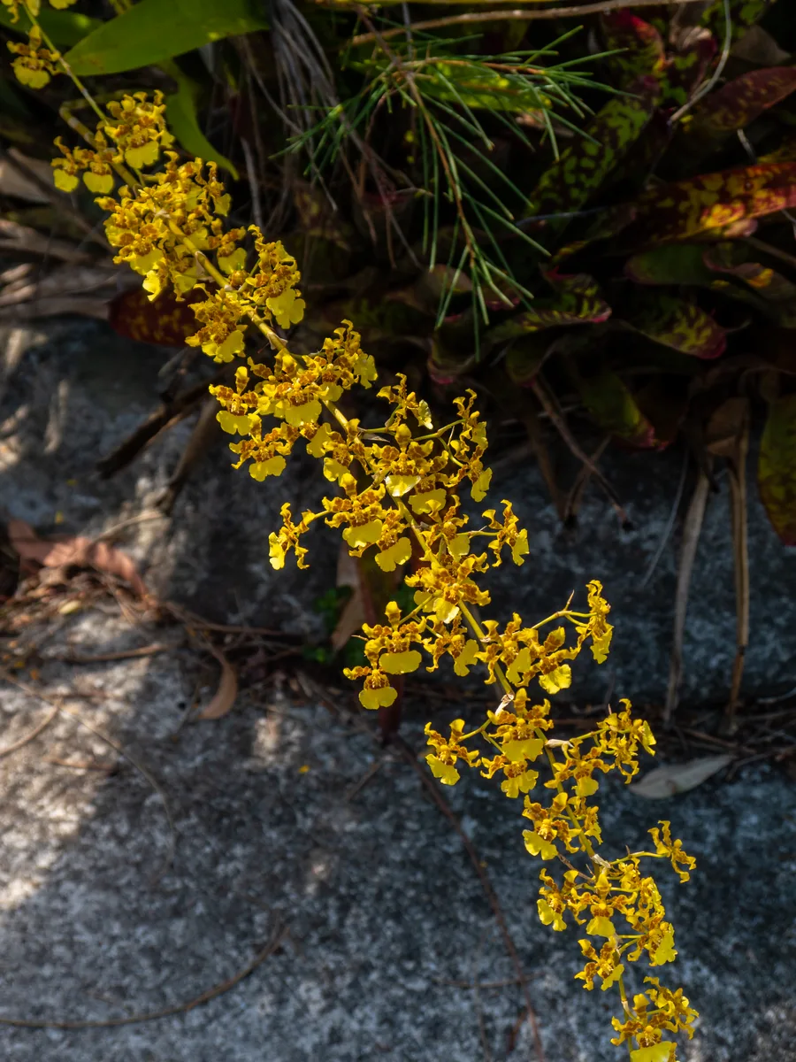 Sphacelatum Dancing Lady (Oncidium sphacelatum)
