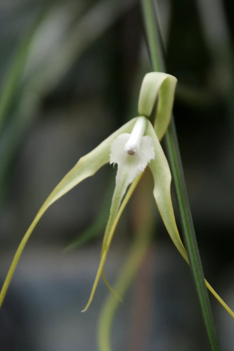 Hooded Brassavola (Brassavola cucullata)