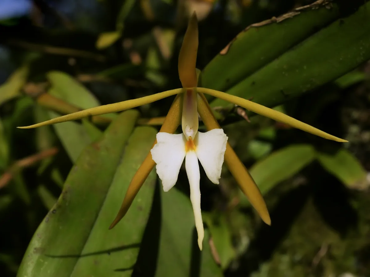 Night-scented Epidendrum