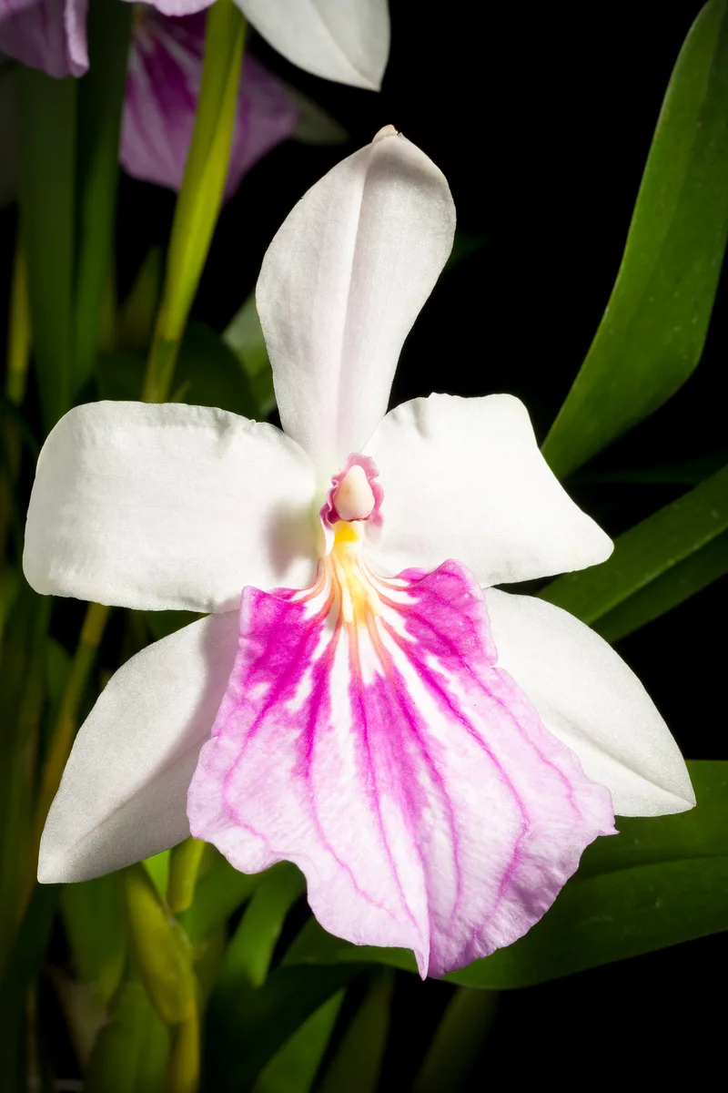Showy Miltonia (Miltonia spectabilis)
