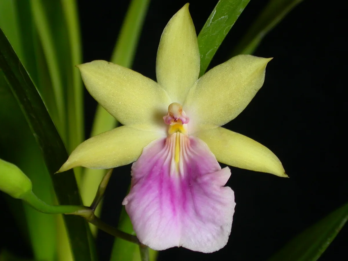 Regnells Miltonia (Miltonia regnellii)