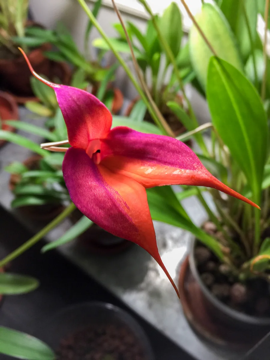 Veitchs Masdevallia