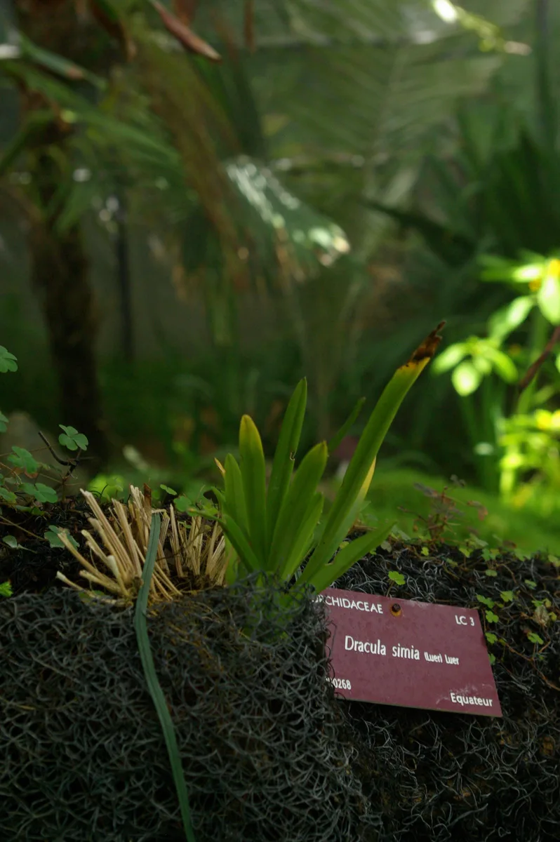 Monkey Face Orchid (Dracula simia)