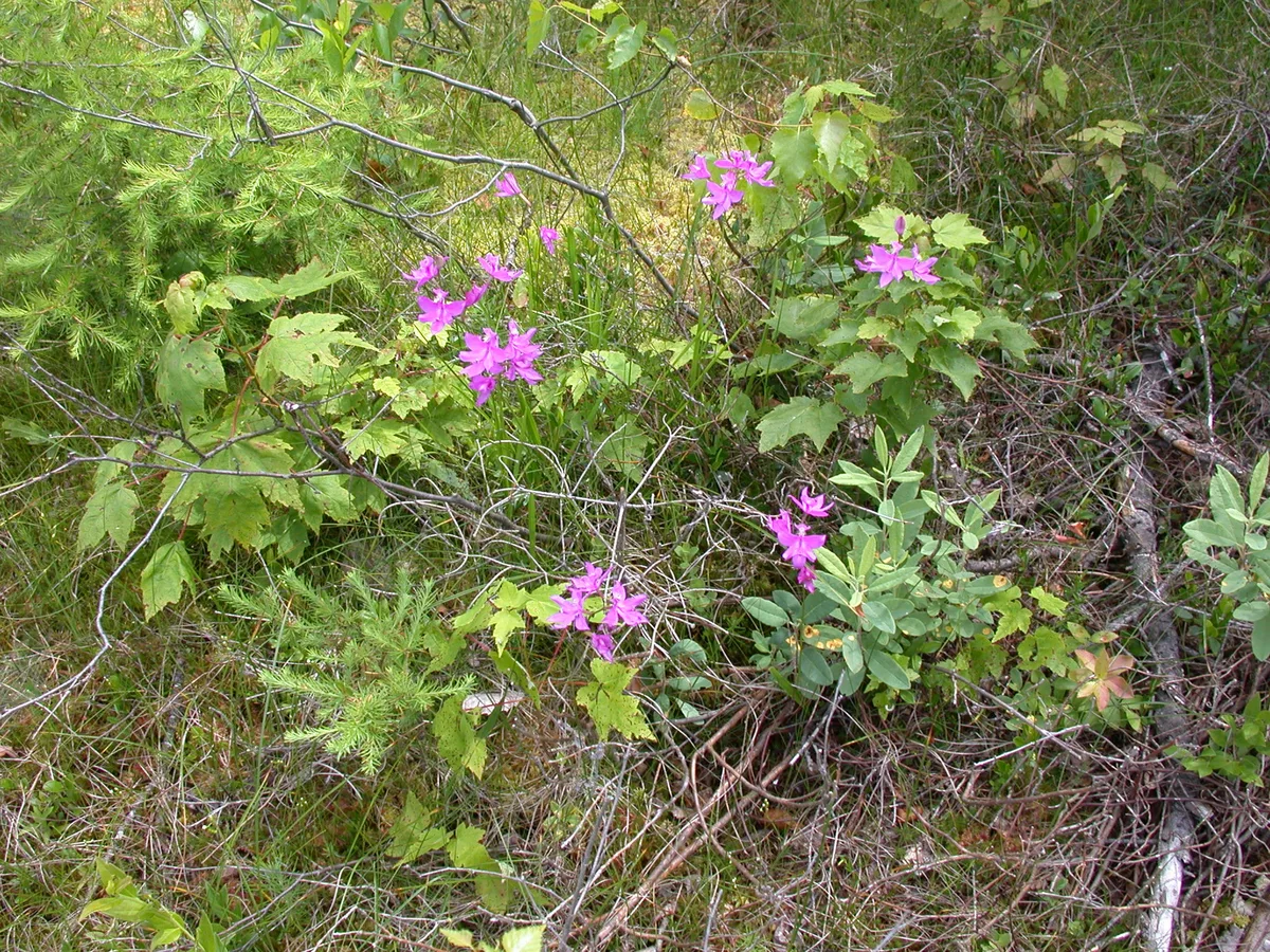 Grass Pink Orchid (Calopogon tuberosus)