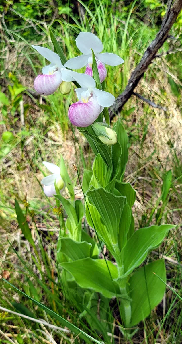 Showy Ladys Slipper (Cypripedium reginae)