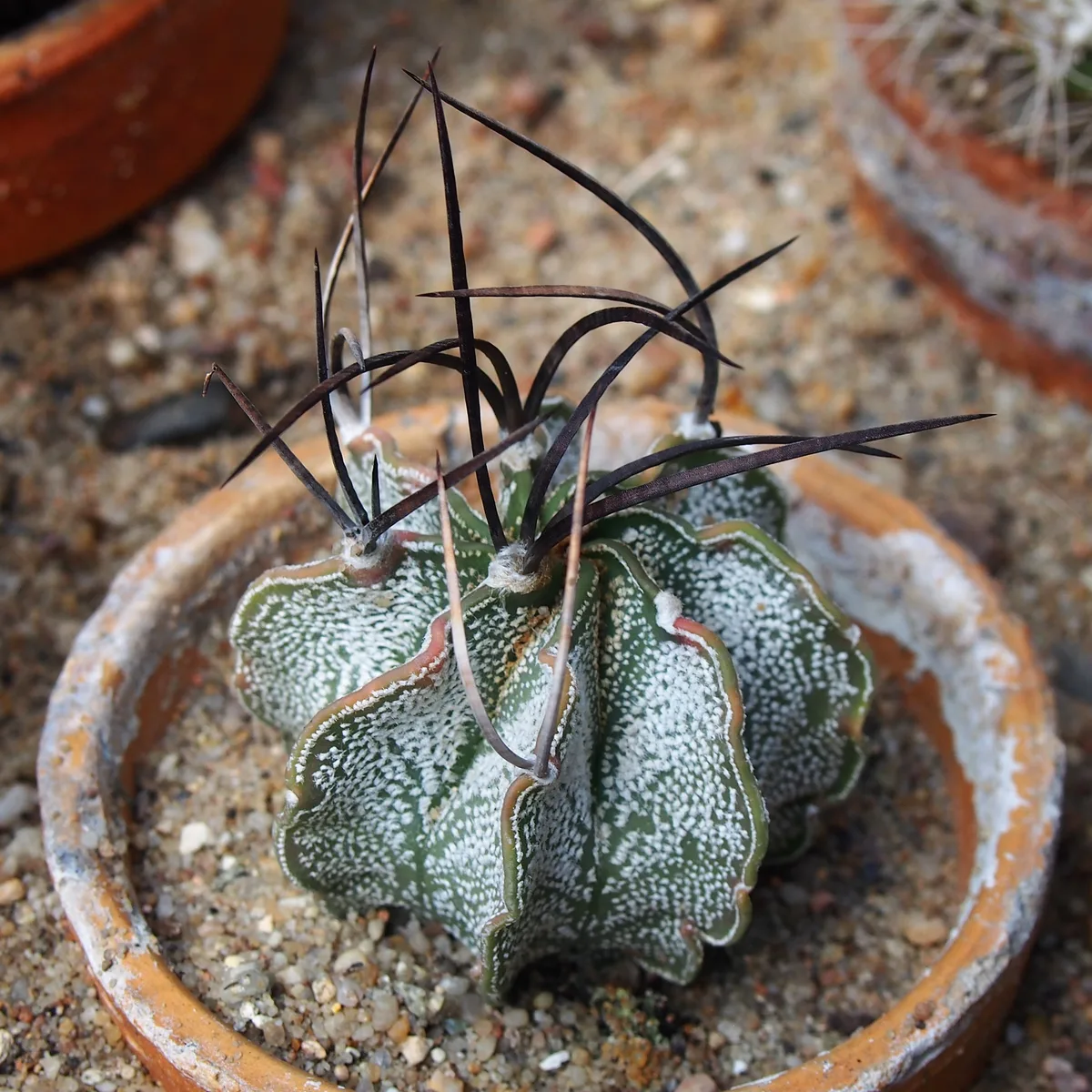 Goat Horn Cactus (Astrophytum capricorne)