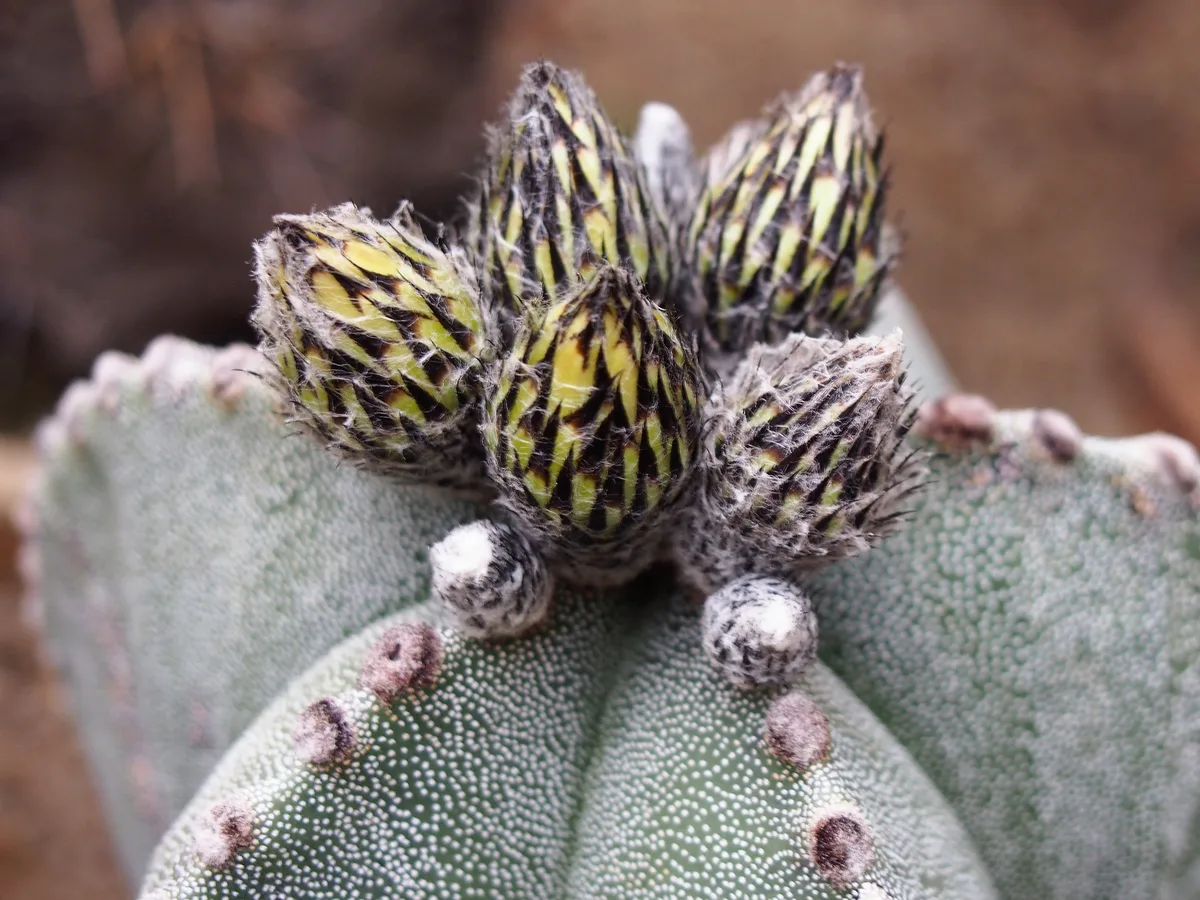 Bishops Cap Cactus (Astrophytum myriostigma)