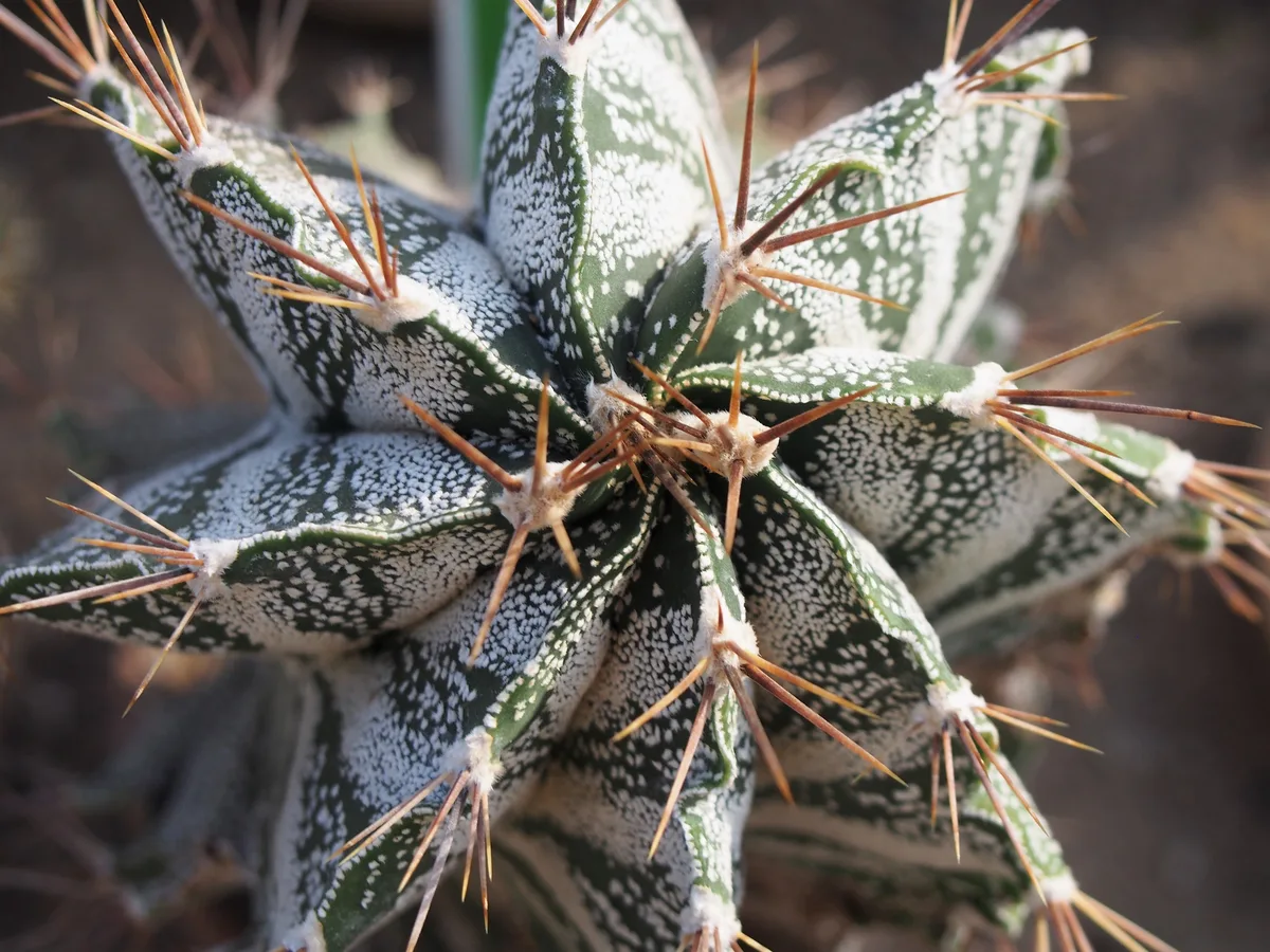 Monks Hood Cactus (Astrophytum ornatum)