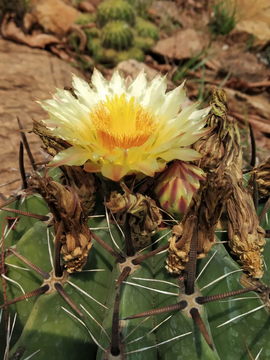 Devils Tongue Barrel Cactus