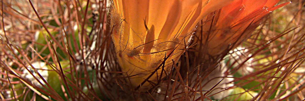 Arizona Barrel Cactus
