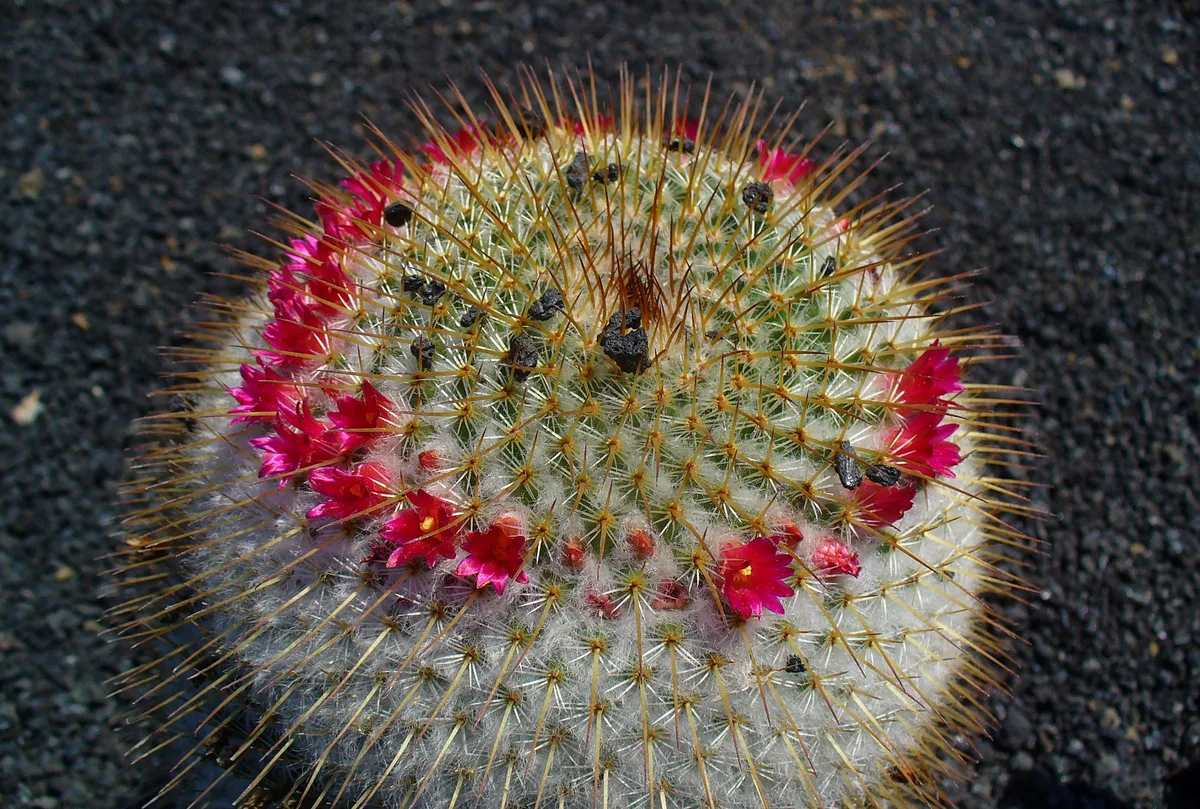 Red-headed Irishman Cactus