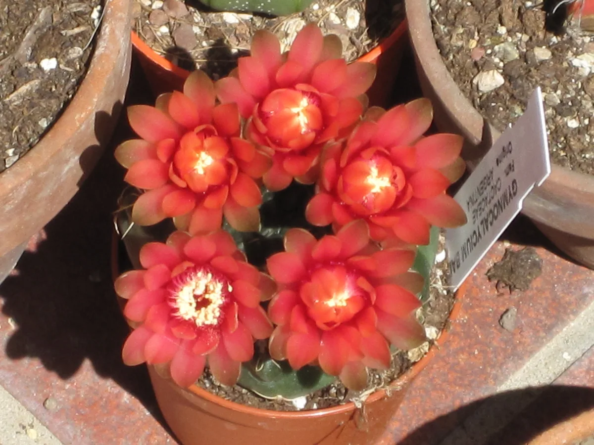 Dwarf Chin Cactus (Gymnocalycium baldianum)
