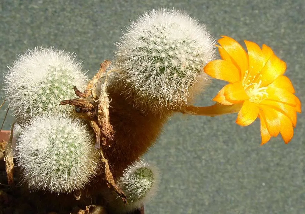 Orange Crown Cactus (Rebutia muscula)