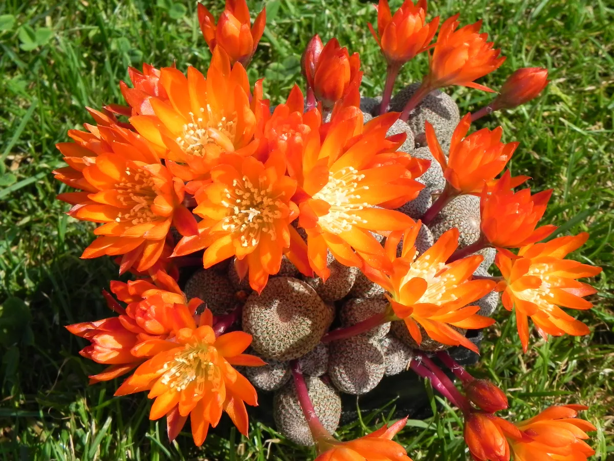Sunrise Cactus (Rebutia heliosa)