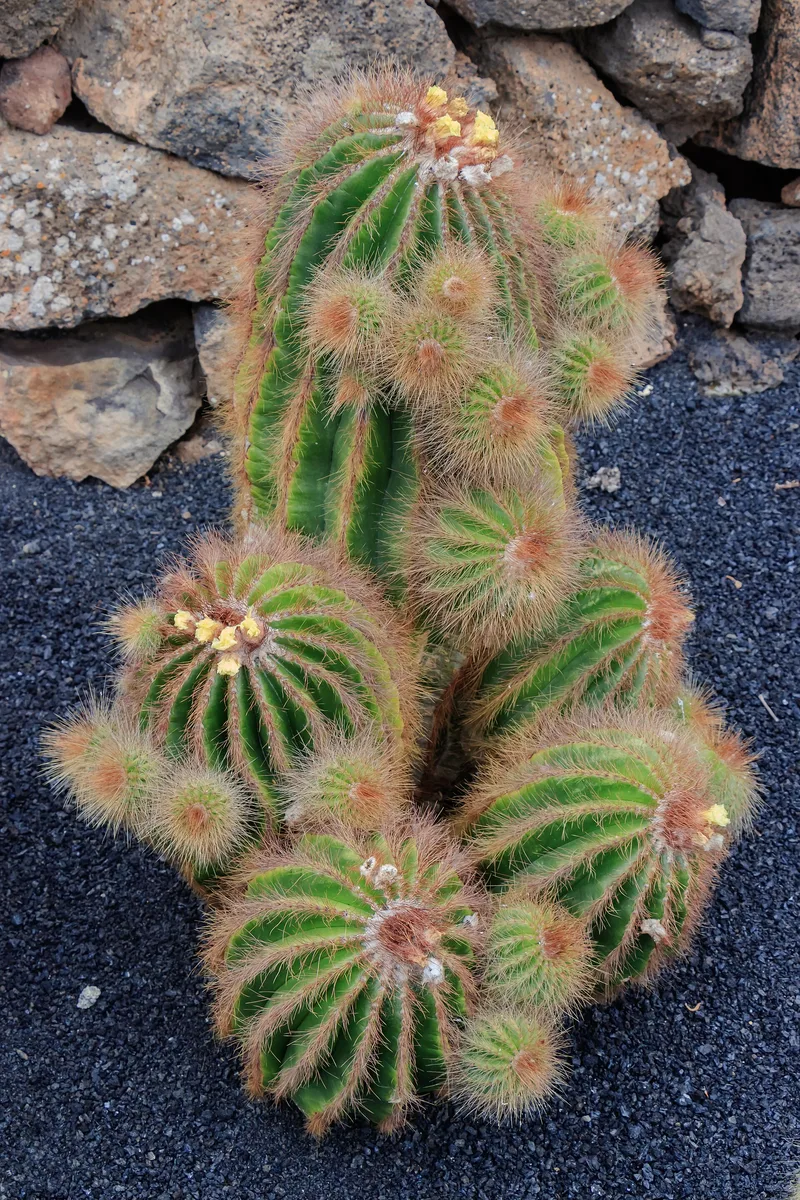 Balloon Cactus (Parodia magnifica)