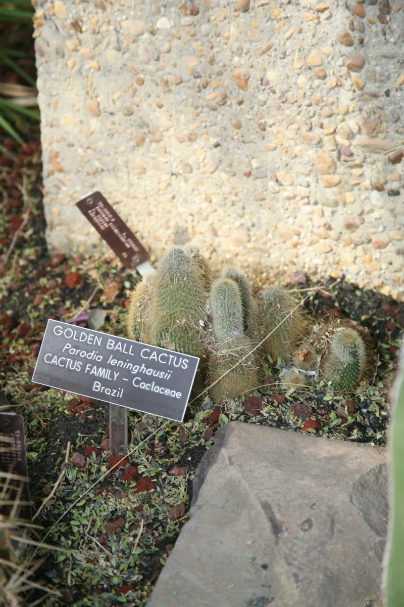 Golden Ball Cactus