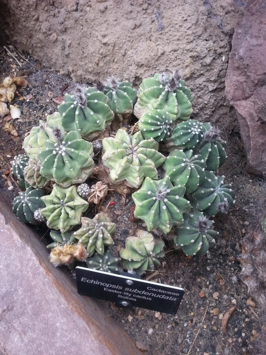 Domino Cactus (Echinopsis subdenudata)