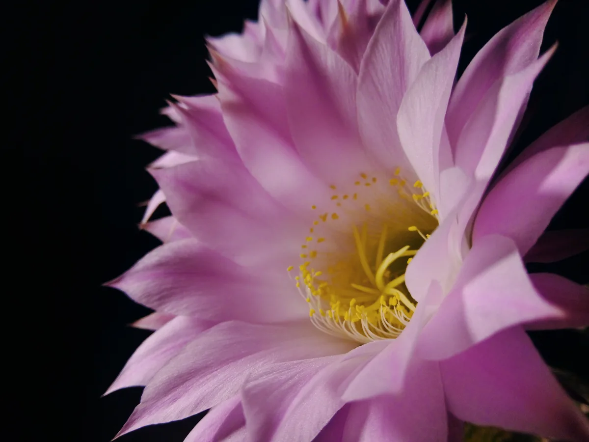 Easter Lily Cactus (Echinopsis oxygona)