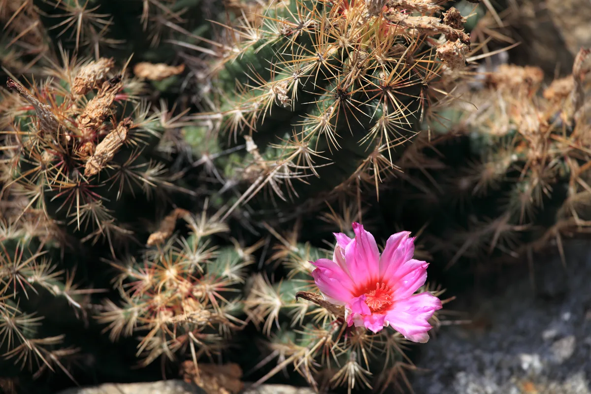 Glory of Texas Cactus (Thelocactus bicolor)