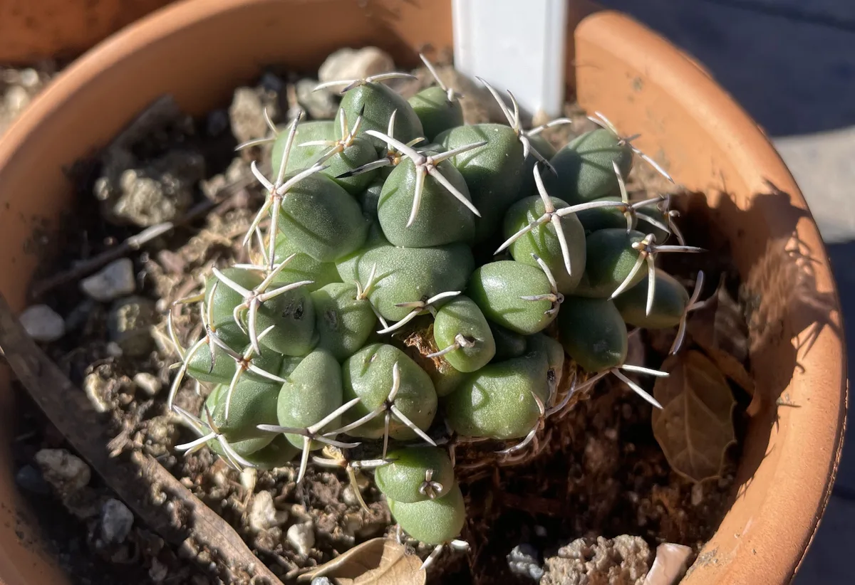 Elephant Tooth Cactus (Coryphantha elephantidens)