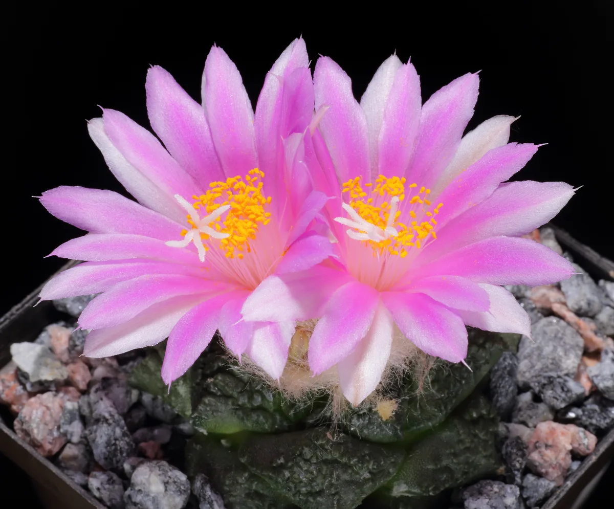 Living Rock Cactus (Ariocarpus fissuratus)