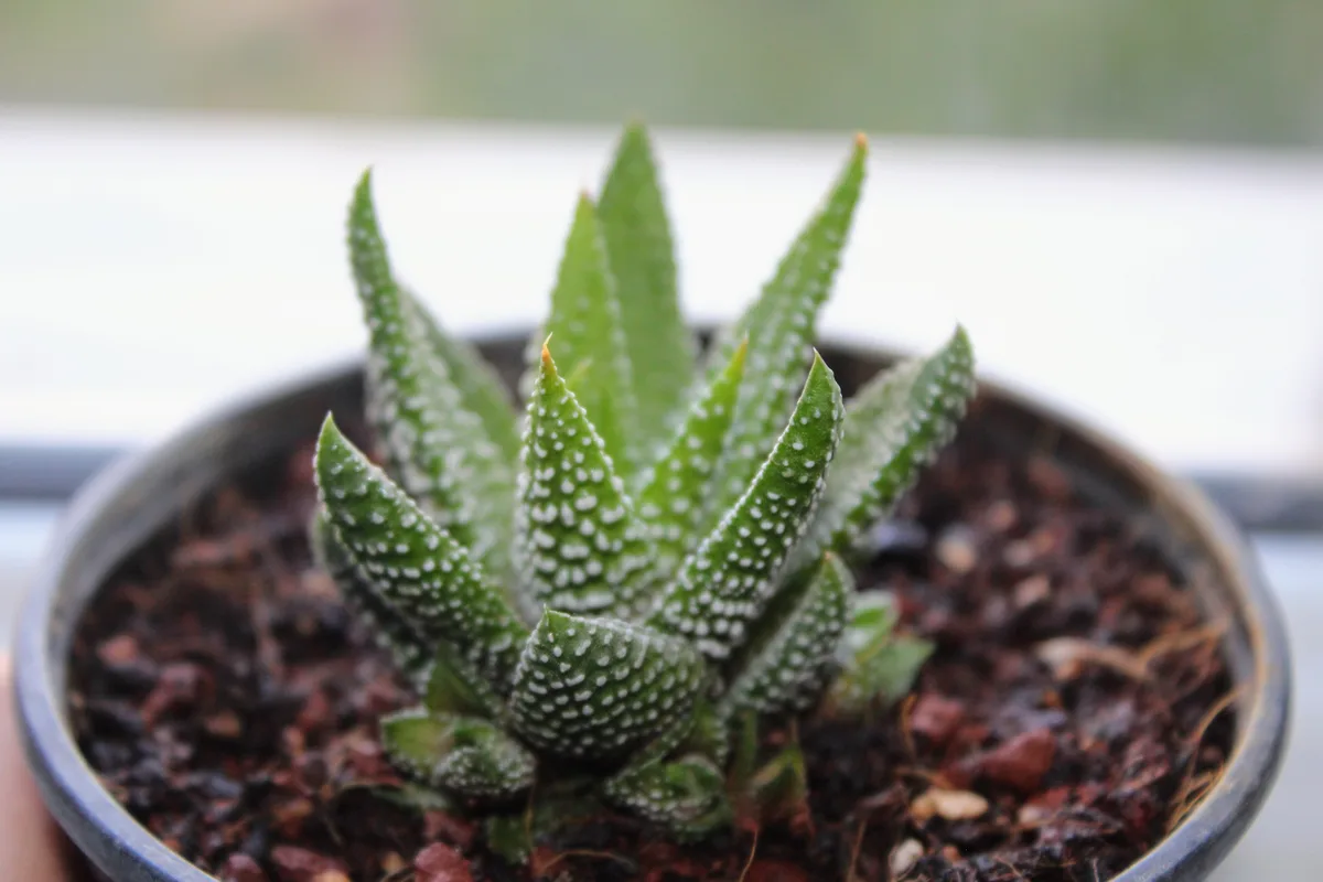 Fairy Washboard (Haworthiopsis fasciata)