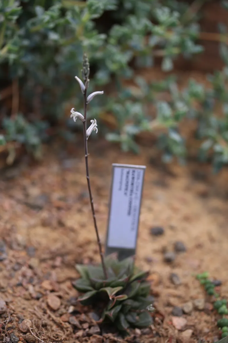 Window Haworthia (Haworthia cooperi)