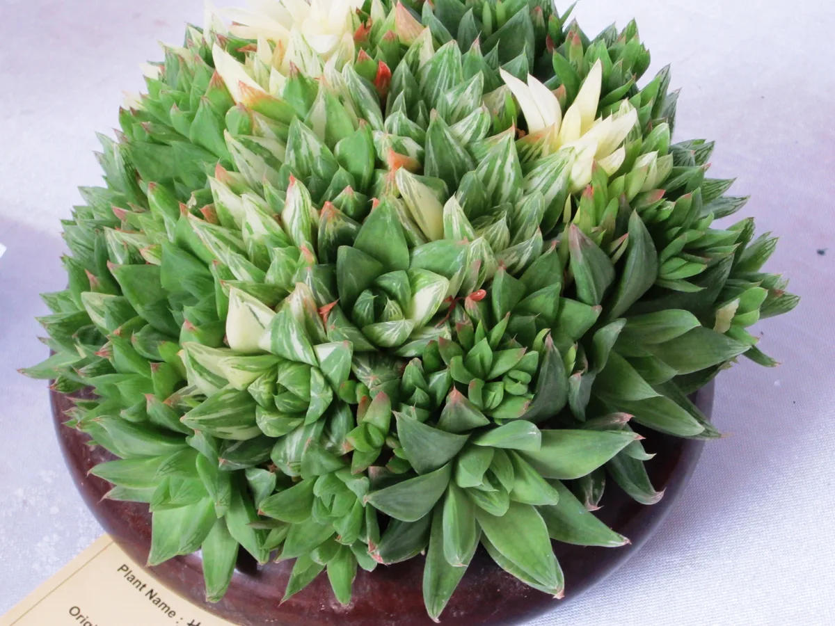 Cathedral Window Haworthia