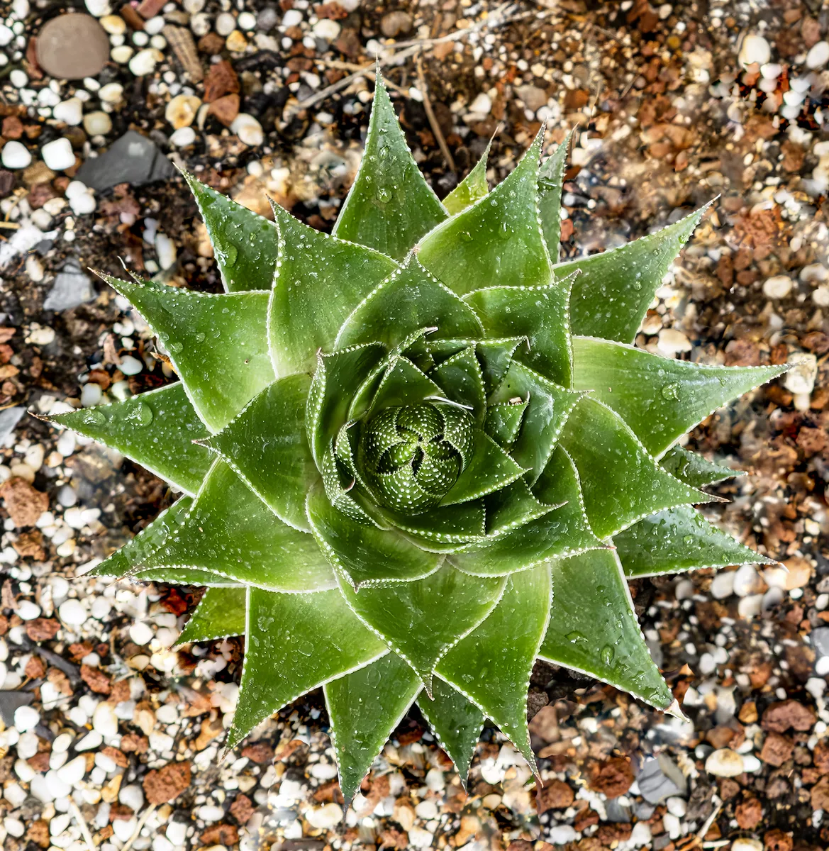 Lace Aloe