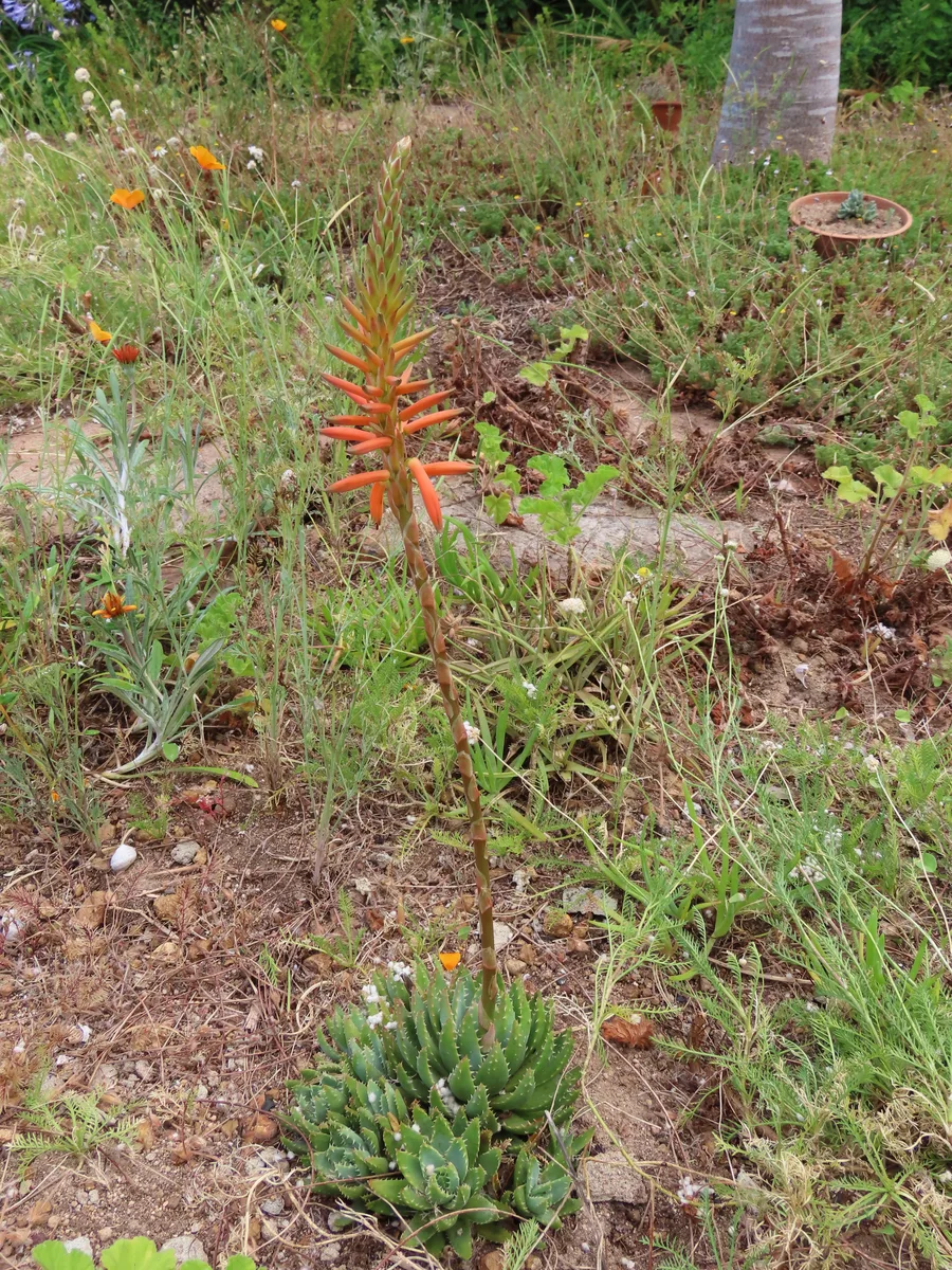 Short-leaved Aloe (Aloe brevifolia)